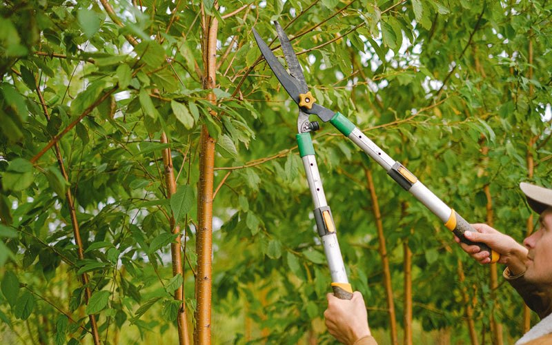 Tree trimming in Barbourville, KY
